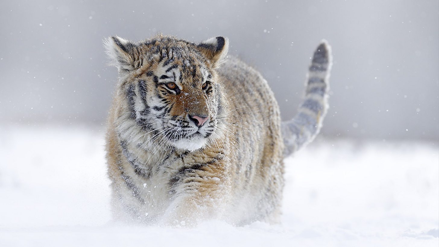 Frozen Planet II